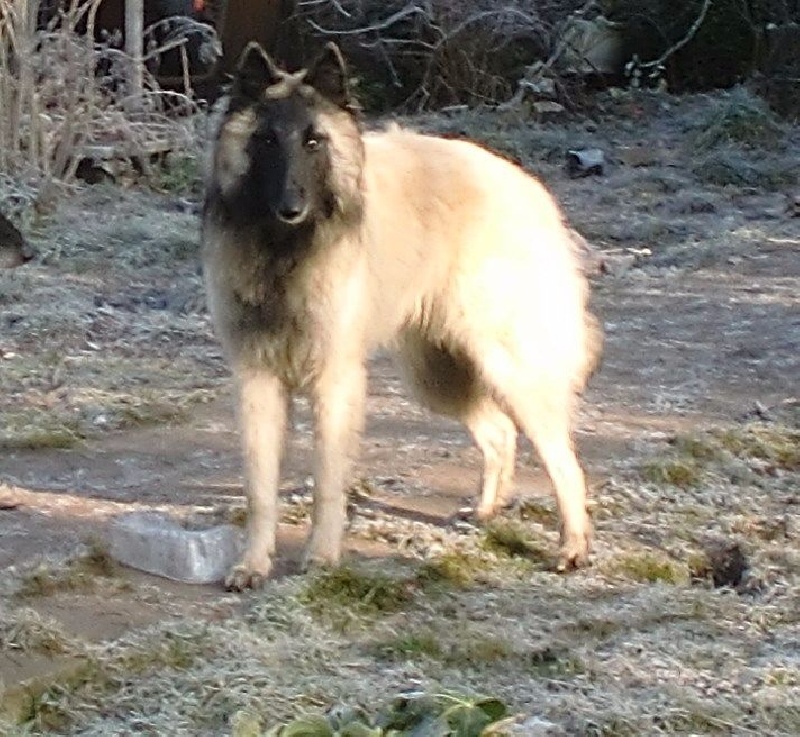 Chiot Berger Belge Du Cap Espérance