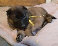 CHIOT ruban jaune