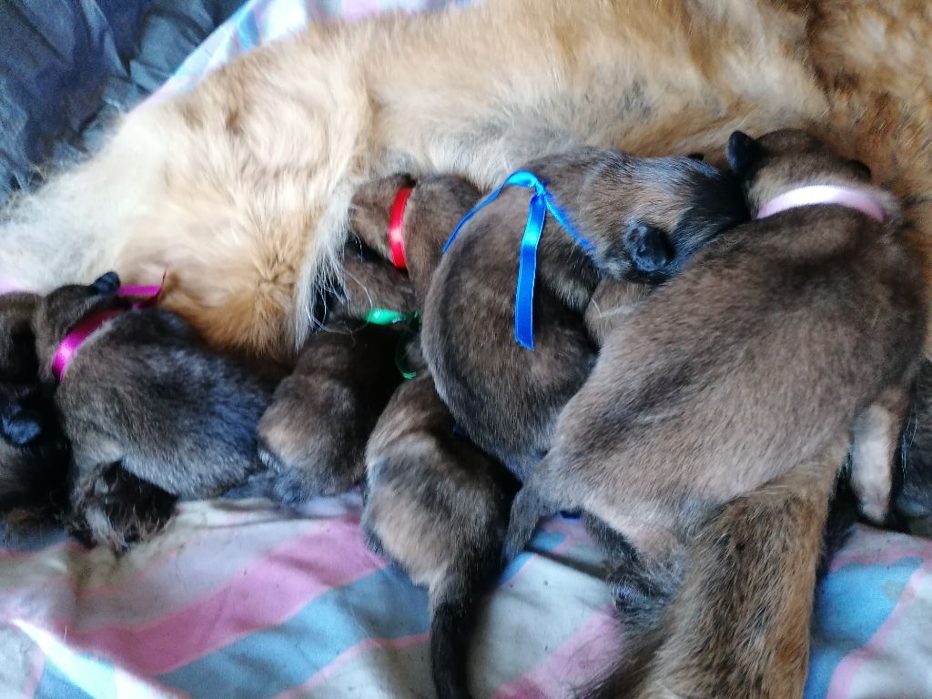 Chiot Berger Belge Du Cap Espérance